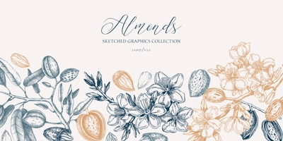 Almond background. Blooming branches, almond nuts, flowers, leaves sketches. Hand drawn vector illustration. Vintage floral design. Spring trees border